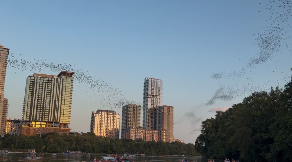 The Driskill Austin Sunset & Bat Kayak Experience