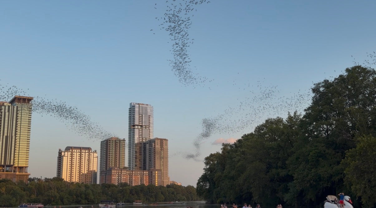 Austin Sunset Bat Watching Kayak Tour
