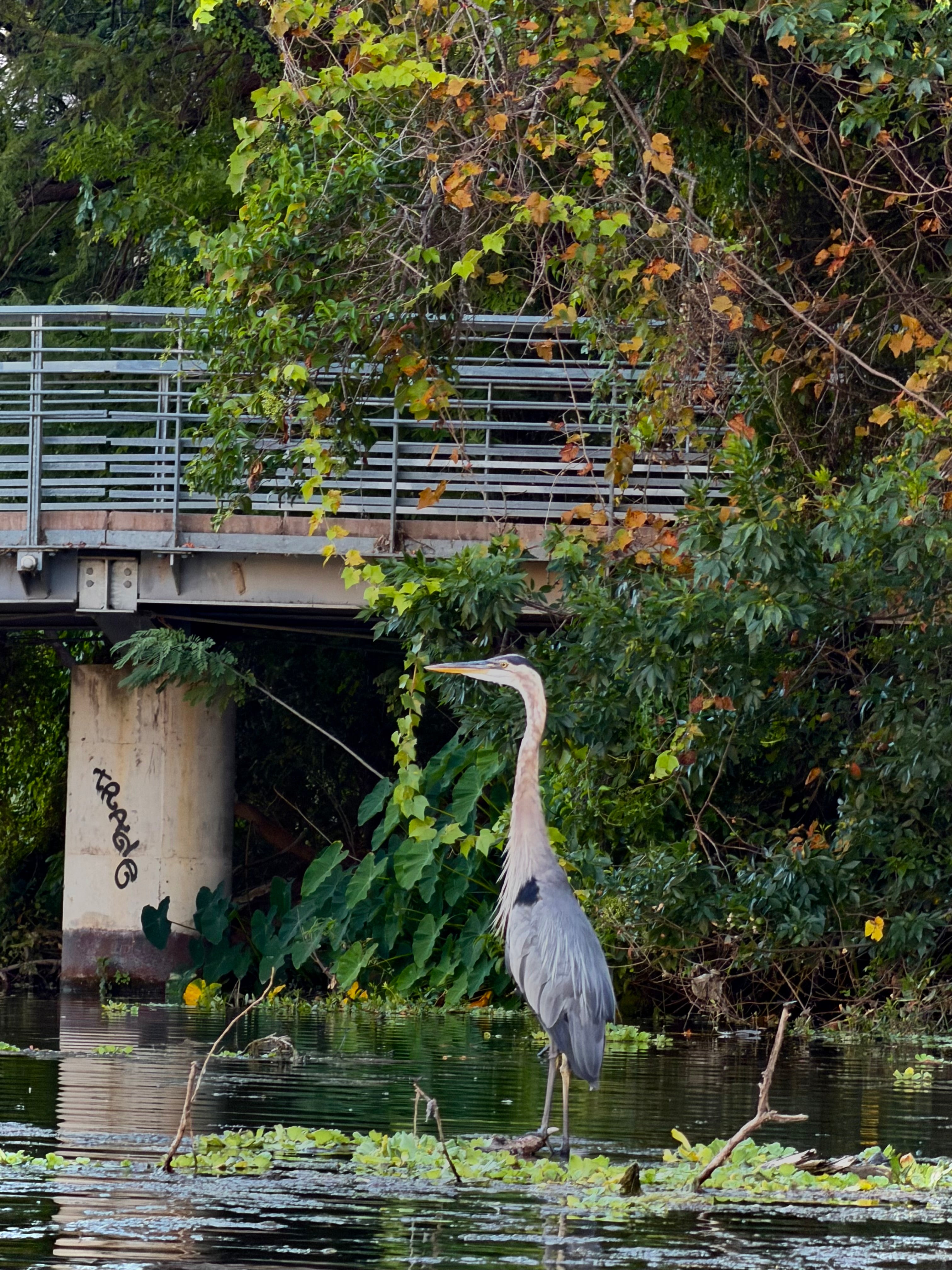 Austin Sunset Bat Kayaking Tours Hotel Package