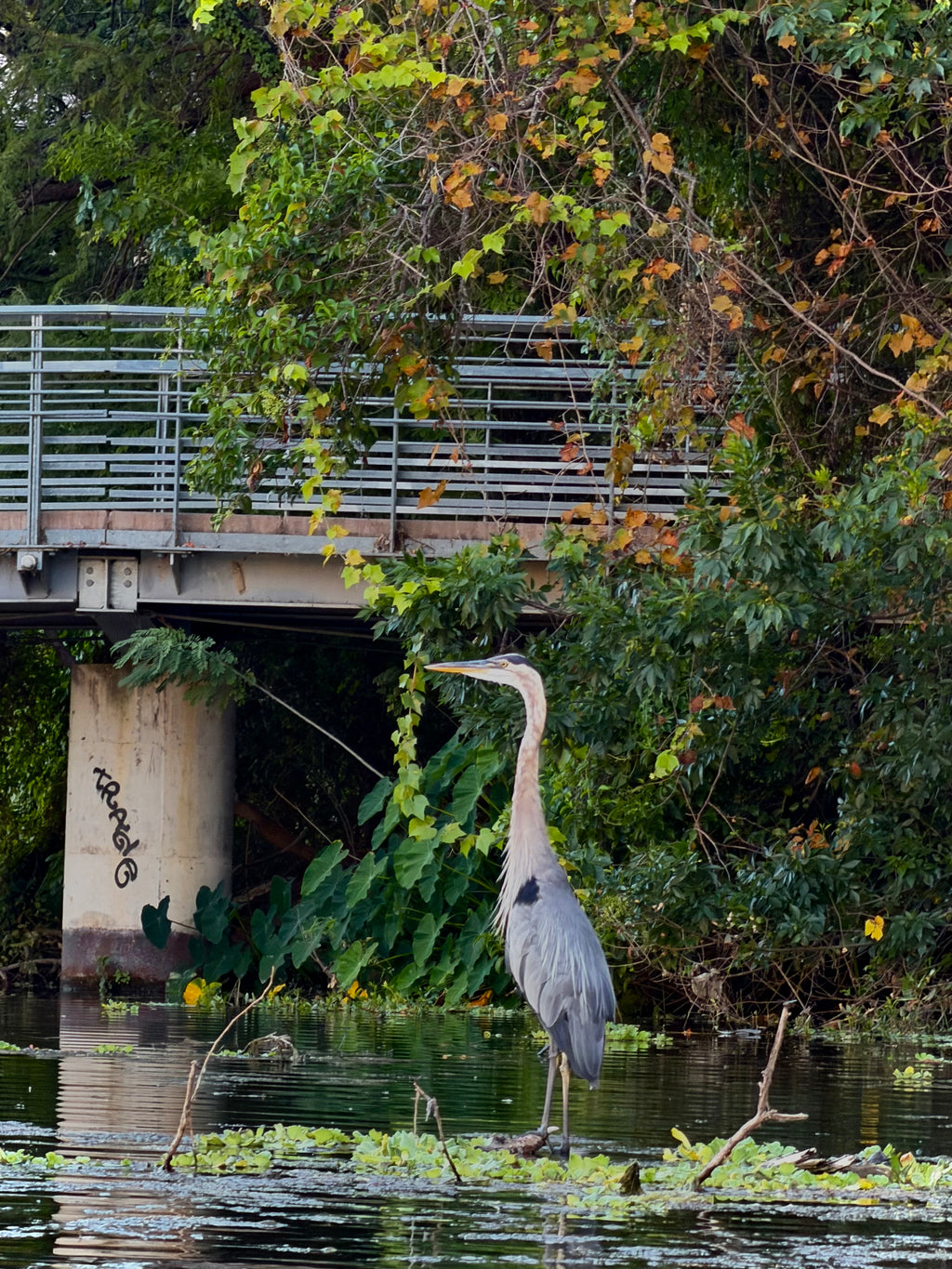 Pre-sale Bird Watching Paddle Board Experience