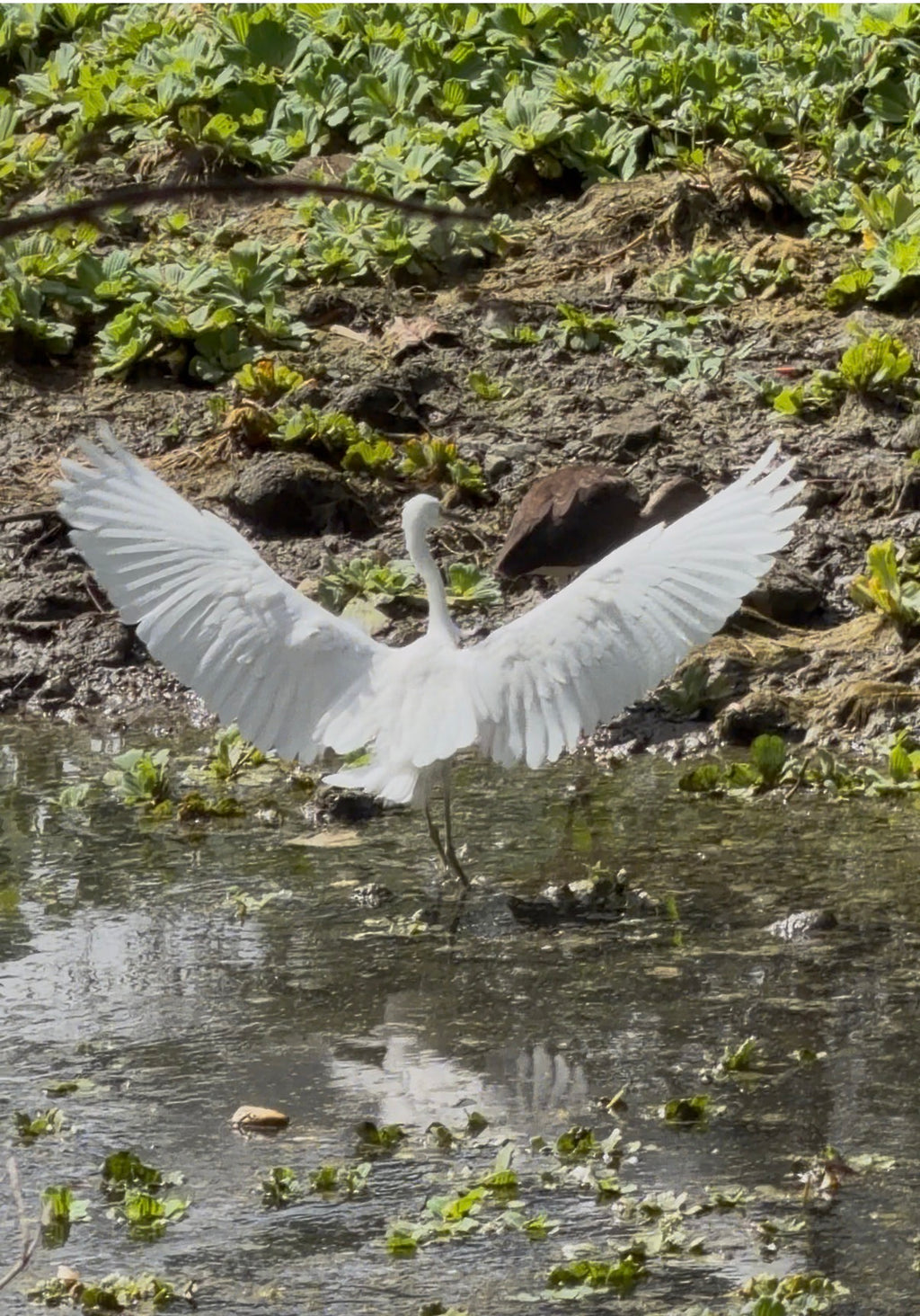 Pre-sale Bird Watching Paddle Board Experience