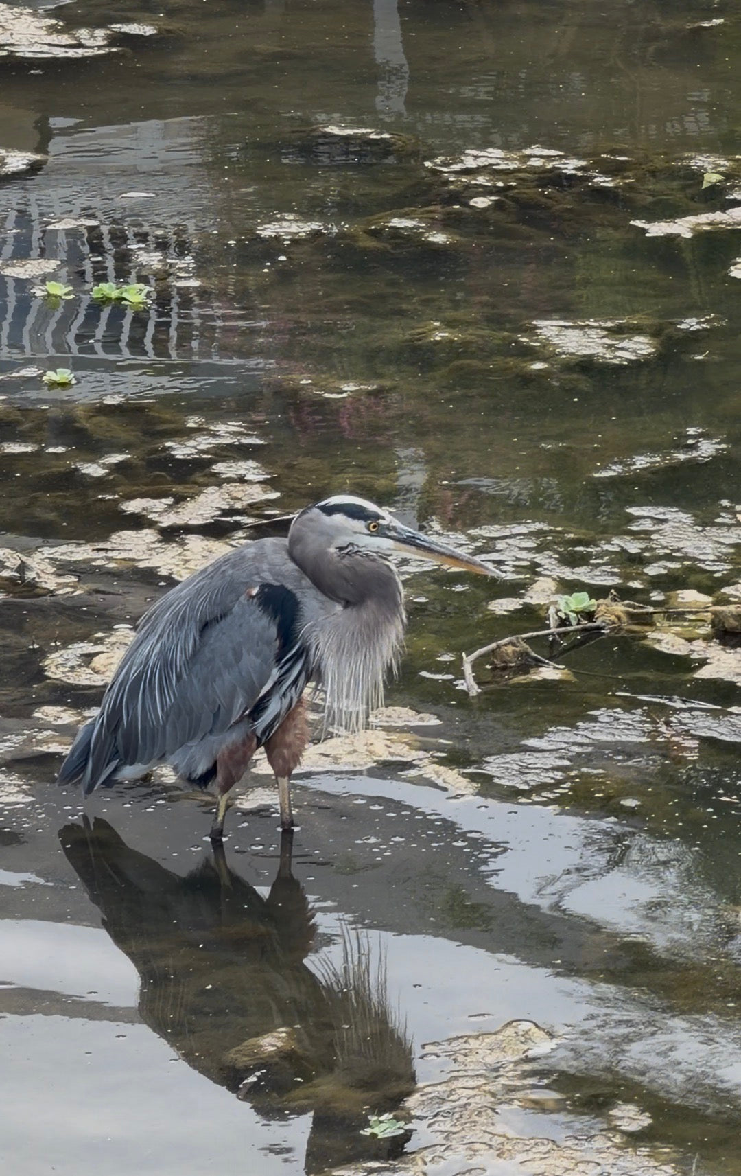 Pre-sale Bird Watching Paddle Board Experience