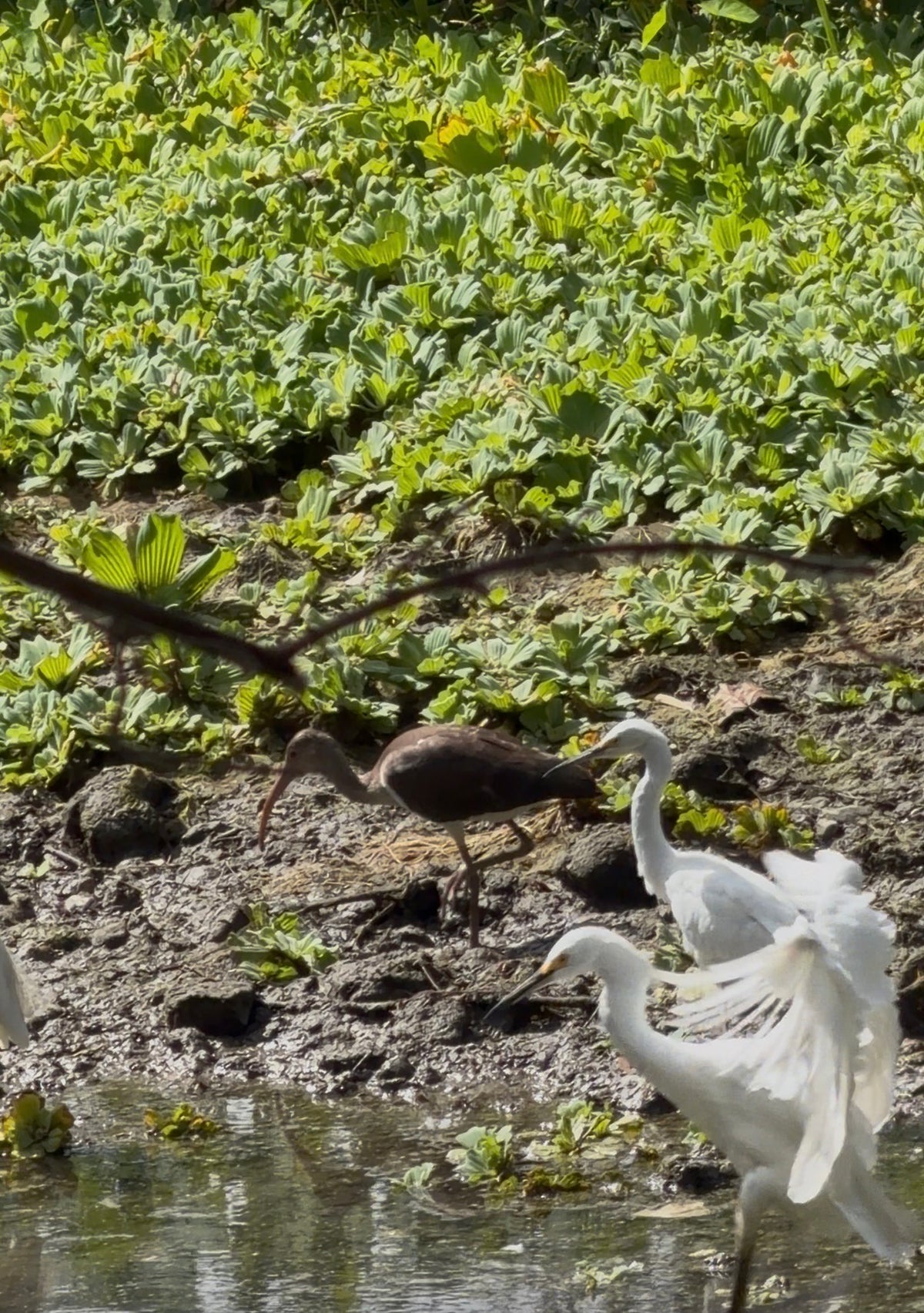Pre-sale Bird Watching Paddle Board Experience