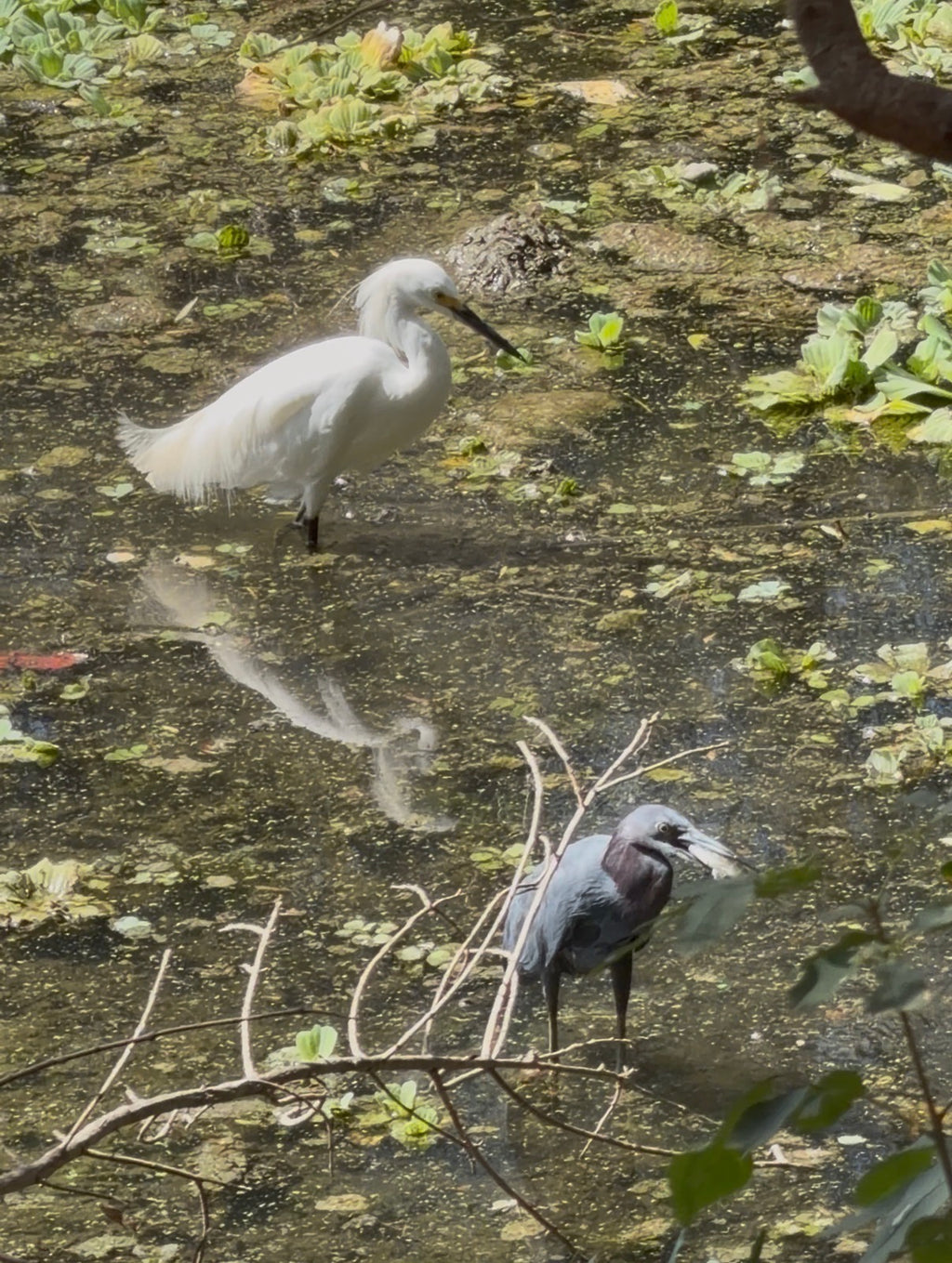 Pre-sale Bird Watching Paddle Board Experience