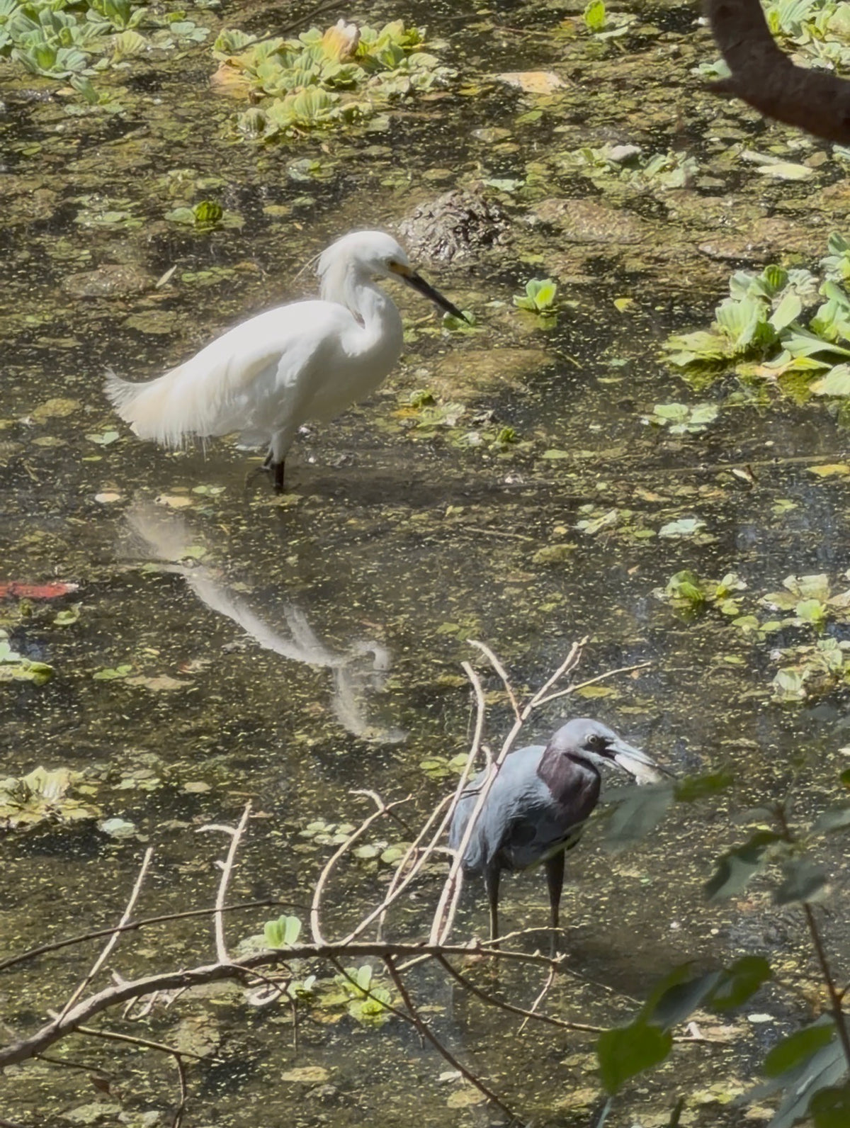 Pre-sale Bird Watching Paddle Board Experience