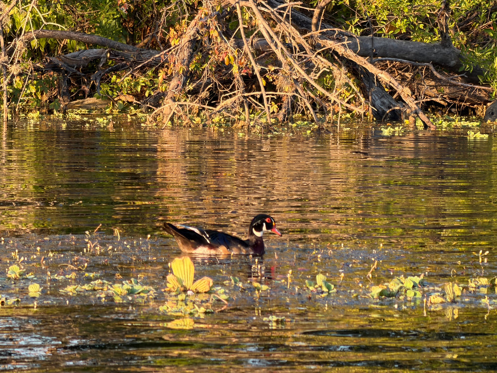 Pre-sale Bird Watching Paddle Board Experience