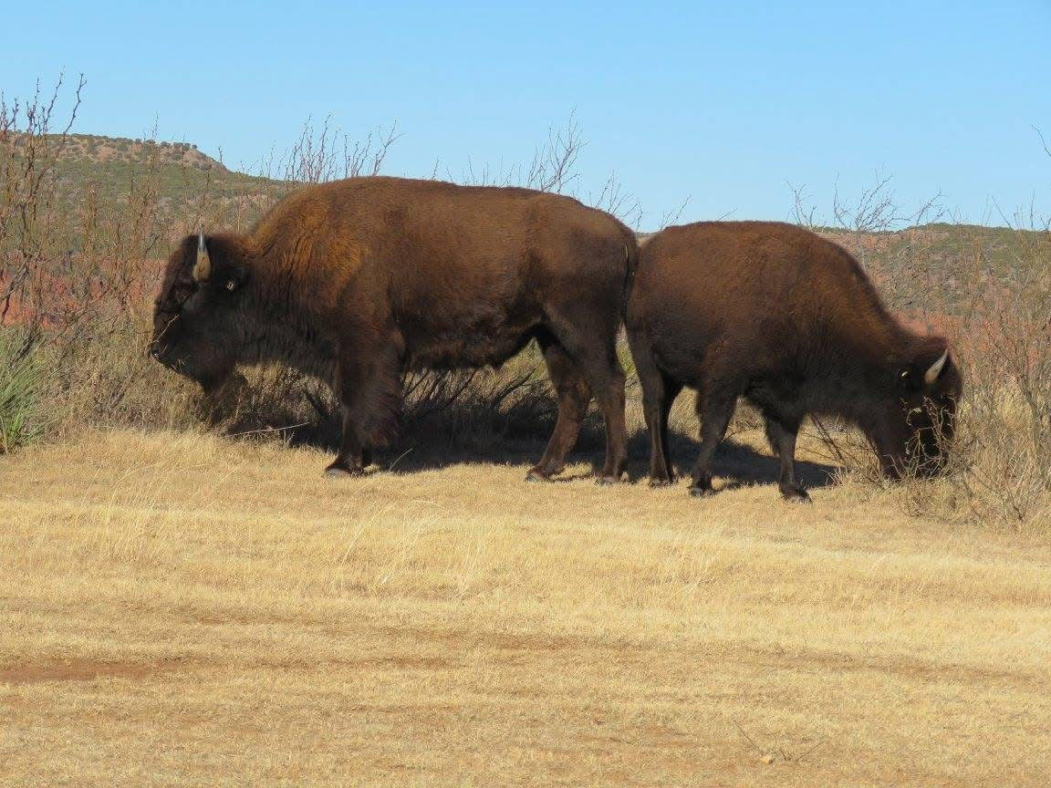 Canyon Country — Palo Duro & Caprock Expedition