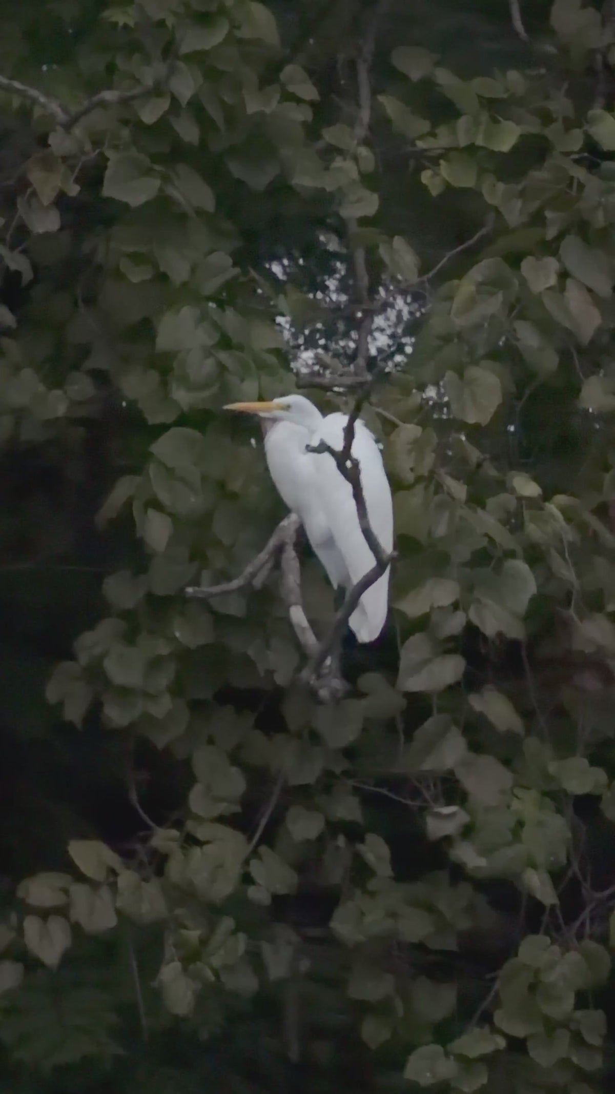 Pre-sale Bird Watching Paddle Board Experience