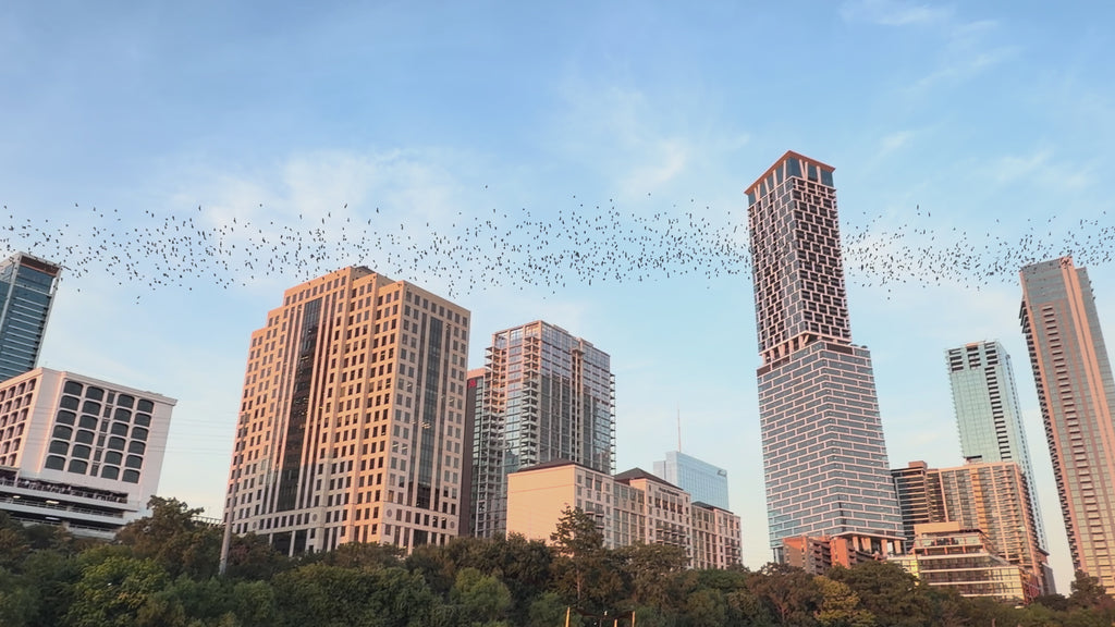 Pre-Sale Austin Bird Watching Paddle Board Experience