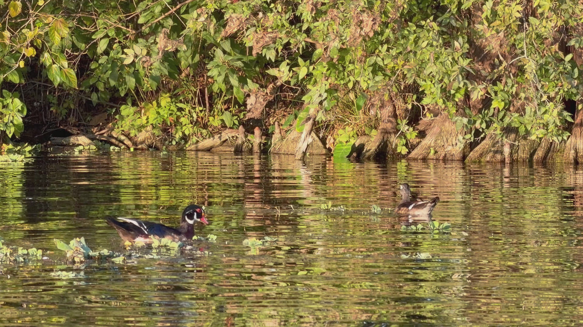 Pre-sale Bird Watching Paddle Board Experience