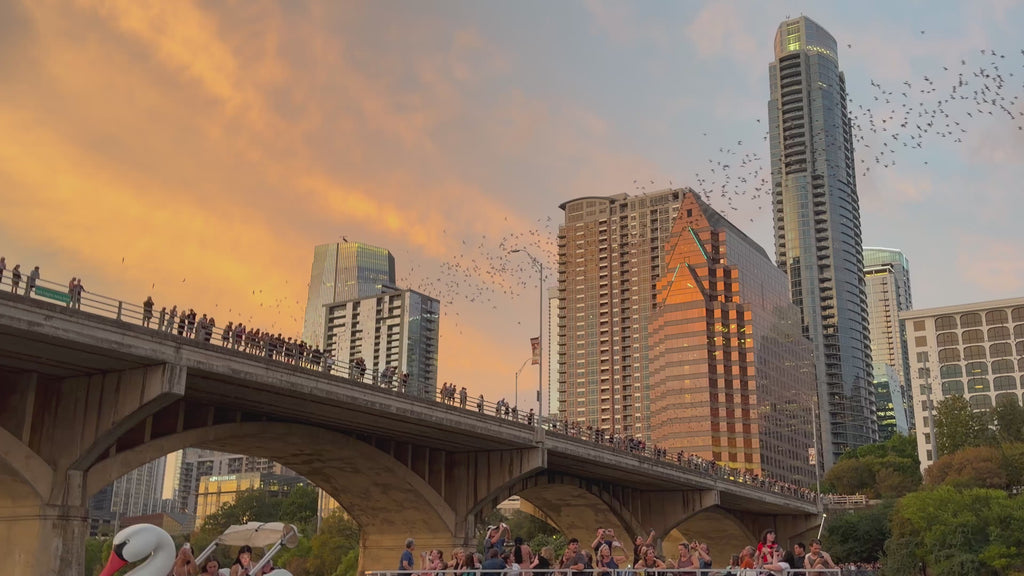 Pre-Sale Austin Bird Watching Paddle Board Experience