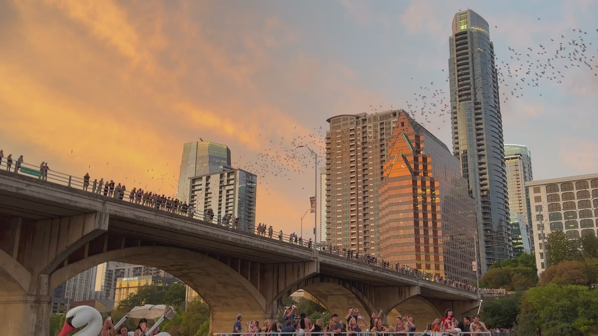 Pre-Sale Austin Bird Watching Paddle Board Experience