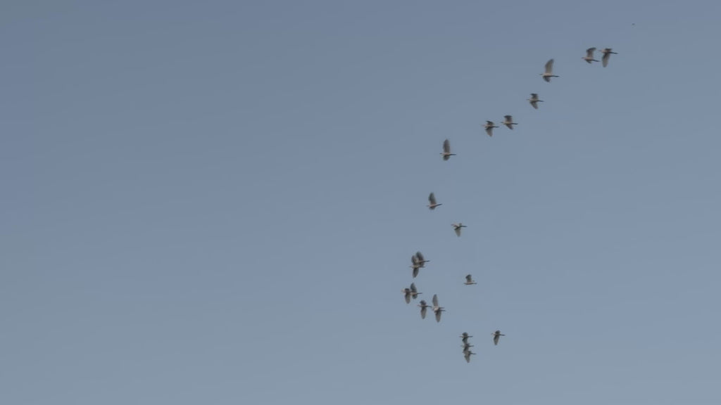 Pre-sale Bird Watching Paddle Board Experience
