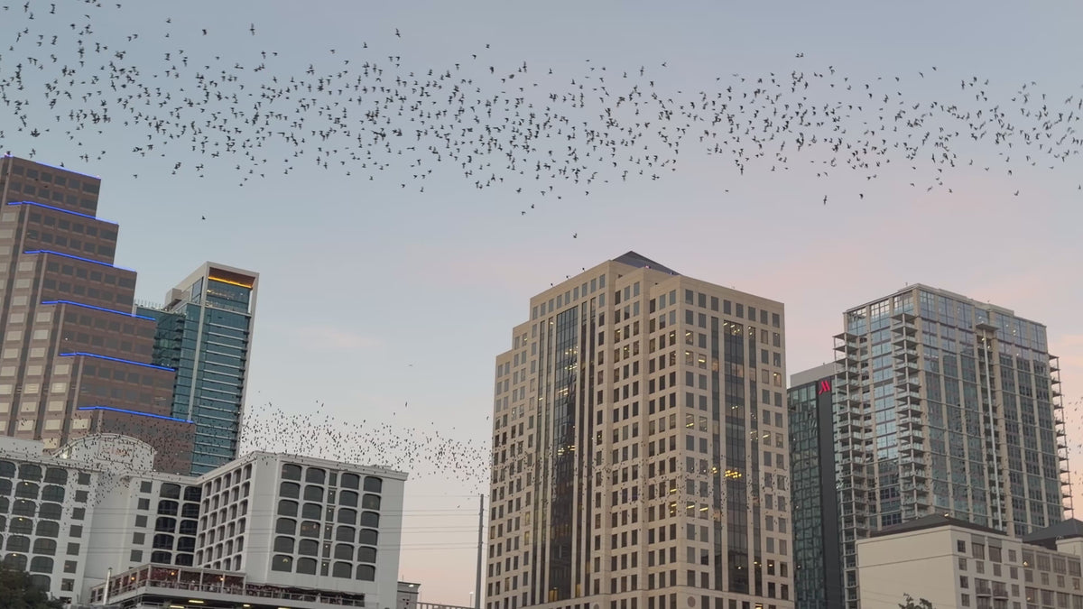 Pre-Sale Austin Bird Watching Paddle Board Experience